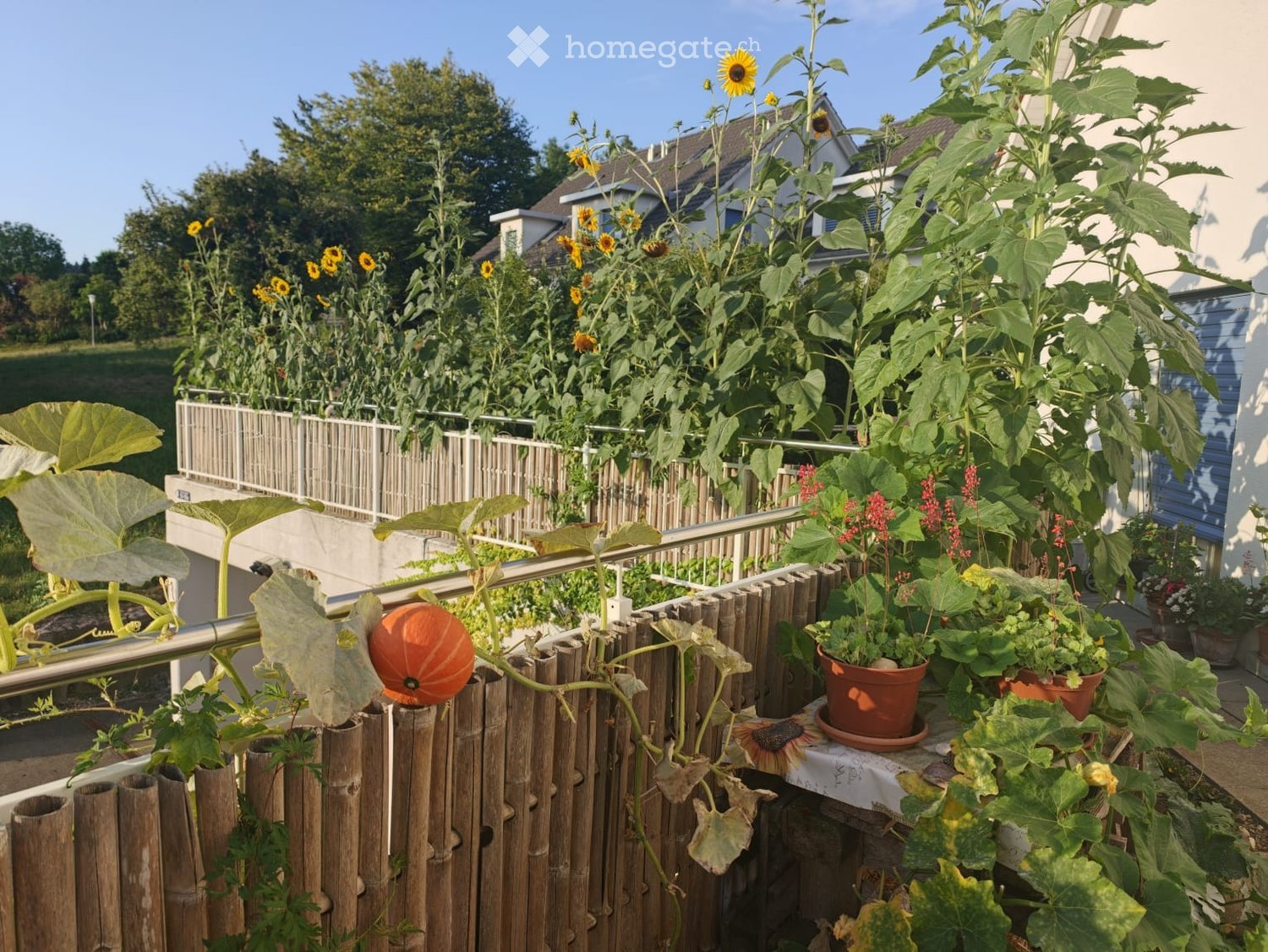 Balcony garden with sunflowers, pumpkins, and potted plants, surrounded by wooden railings and a view of neighboring houses.
