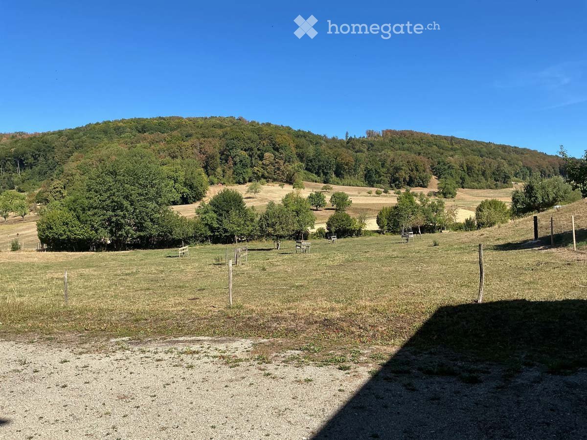 Open grassy field with scattered trees, wooden benches, and a distant forested hill under a clear blue sky.