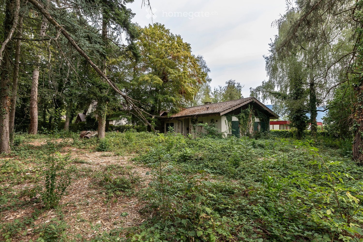Overgrown garden with a small house partially covered in ivy, surrounded by tall trees and dense vegetation.
