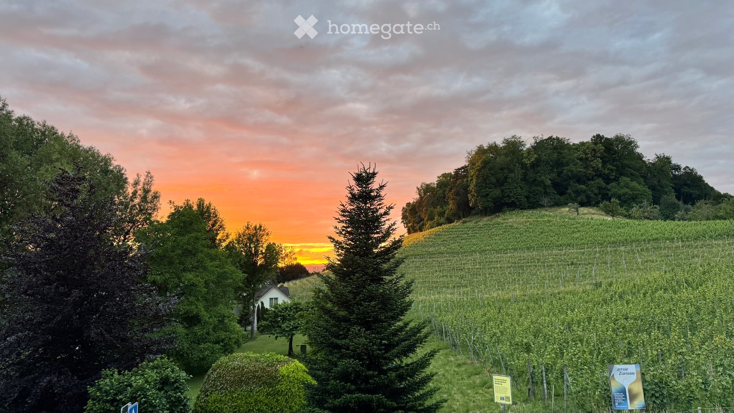 A vineyard with rows of grapevines, surrounded by trees and bushes, with a small house visible in the distance and a colorful sunset sky.