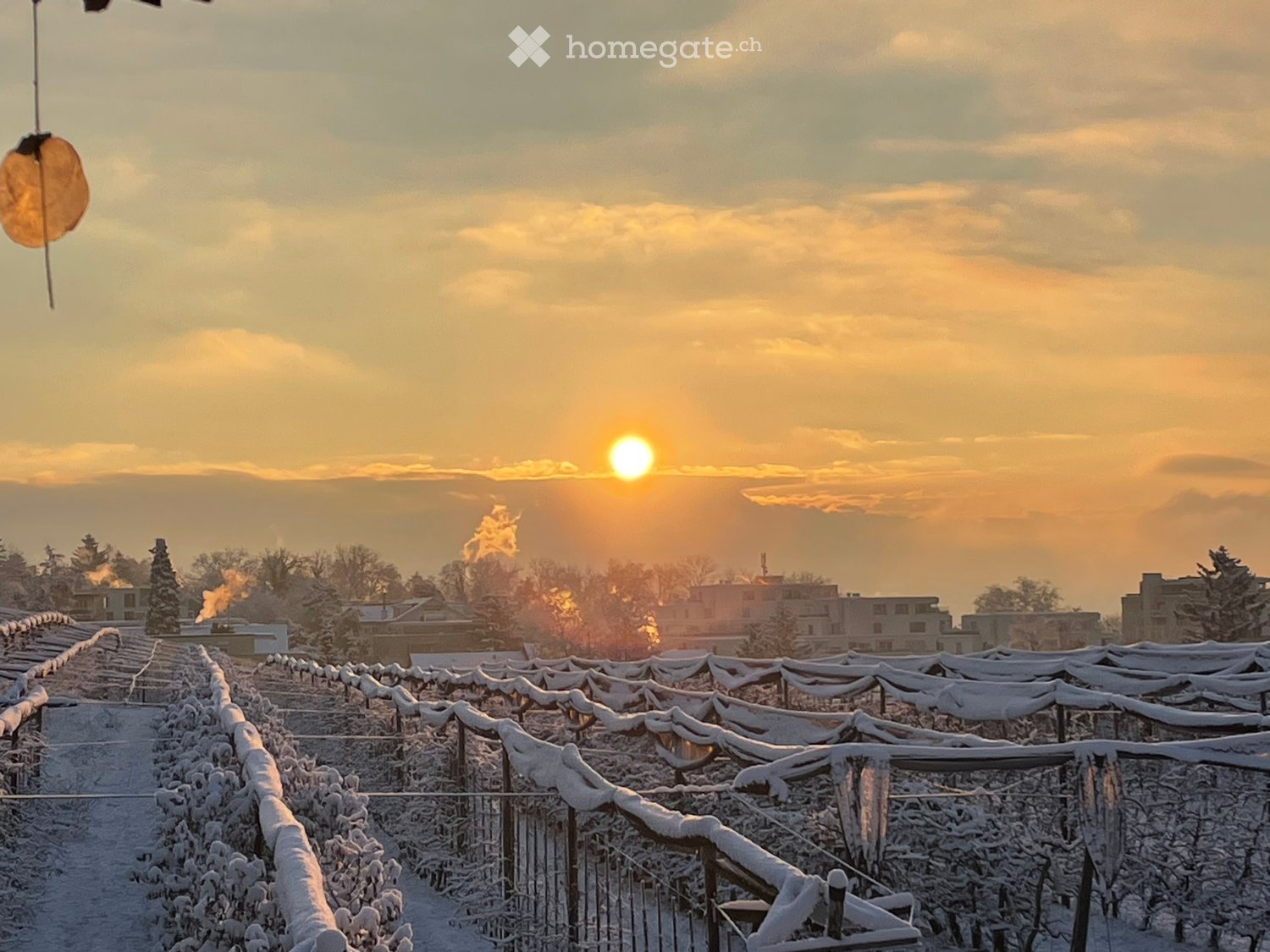 covered vineyard, snow on plants, winter setting, clear sky, setting sun