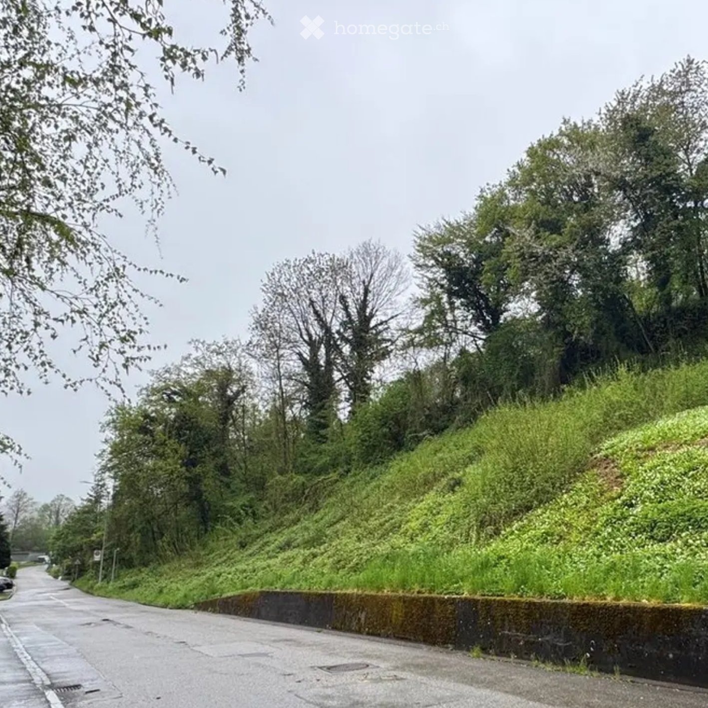 A paved road bordered by a low stone wall, with dense green foliage and trees on the right side, and a mix of trees and shrubs on the left side.