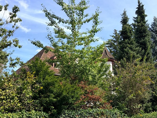 Exceptional 4.5-room attic apartment in historic Vorderes Gundeldingen – 128 m² 17
