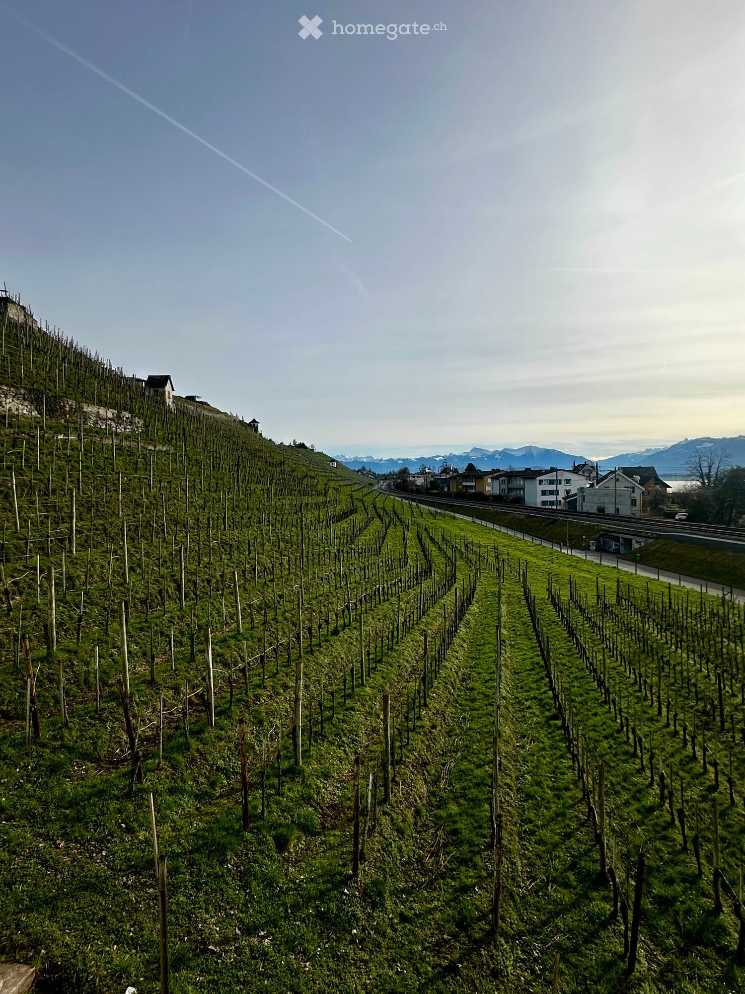 A vineyard with rows of grapevines on a hillside, surrounded by a road and distant houses and mountains.