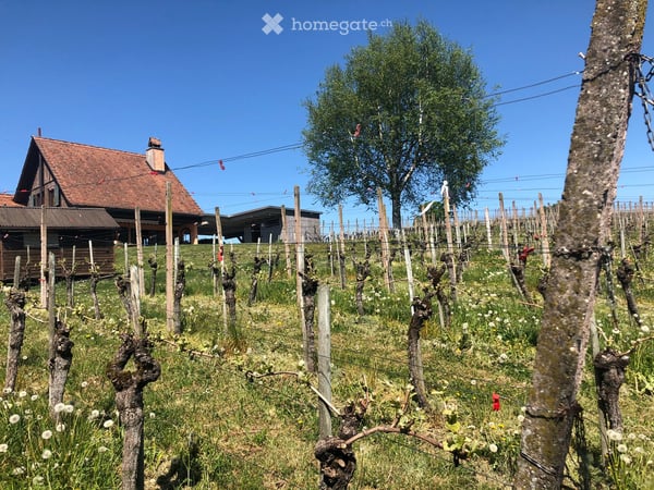 Einfamilienhaus mit traumhafter Aussicht und eigenem Rebberg 19