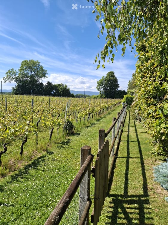 Superbe villa individuelle dans un écrin de verdure, vue sur le lac et les vignes à Saint-Prex 3