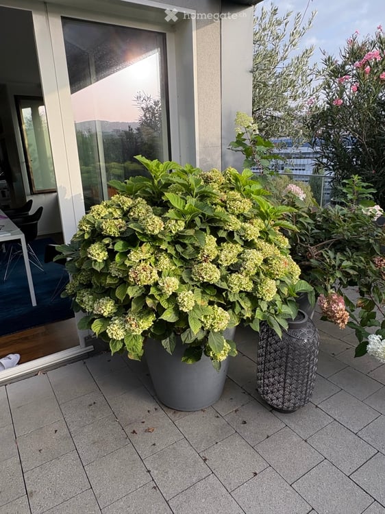 Wunderschöne 3.5-Attikawohnung an der Pfingstweidstrasse 104D, ruhig, Dachterrasse, sonnig, privat 16