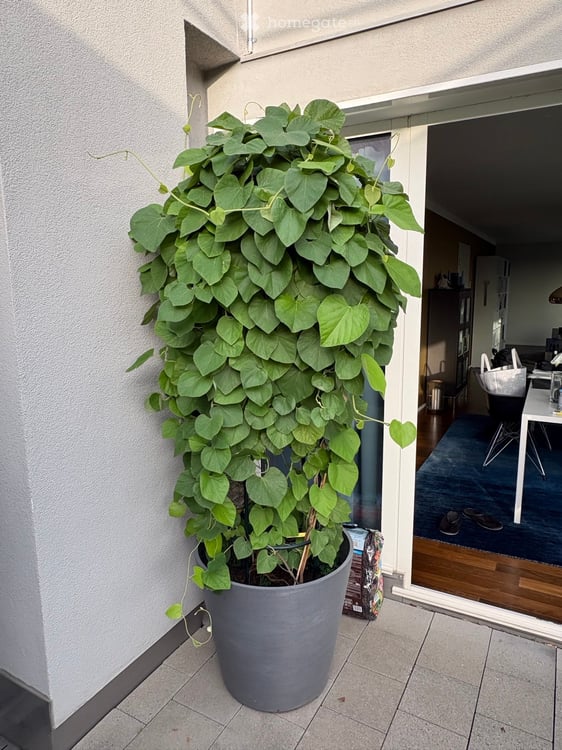 Wunderschöne 3.5-Attikawohnung an der Pfingstweidstrasse 104D, ruhig, Dachterrasse, sonnig, privat 15