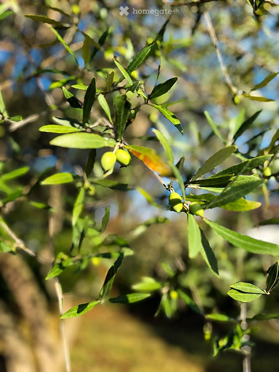 „Gardasee fast vor der Haustür – freistehendes Villino mit 1.600 m² mediterranem Garten“ 16