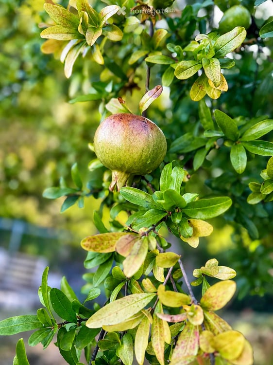 „Gardasee fast vor der Haustür – freistehendes Villino mit 1.600 m² mediterranem Garten“ 14