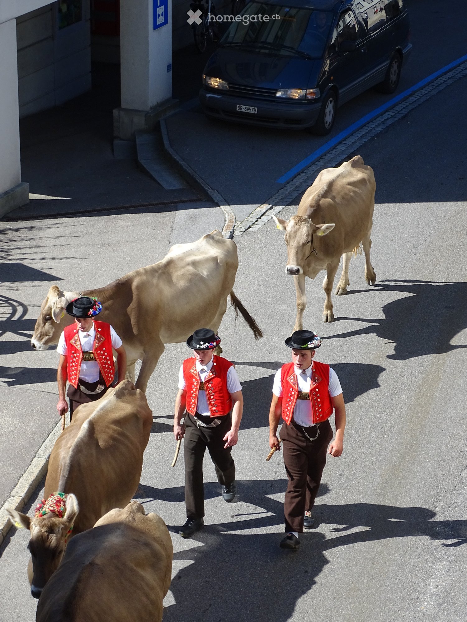 Three men in traditional attire lead a group of cows down a paved street, with a parked van visible in the background.