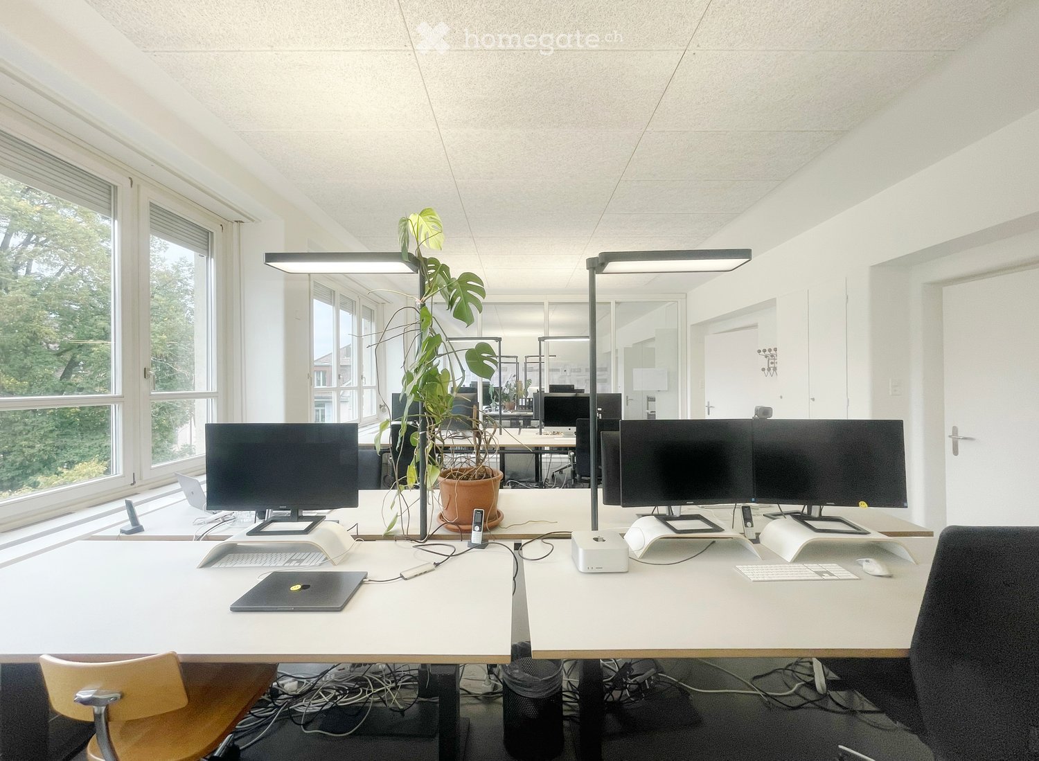 Modern office space with white desks, multiple computer screens, laptops, chairs, and a large potted plant near large windows.