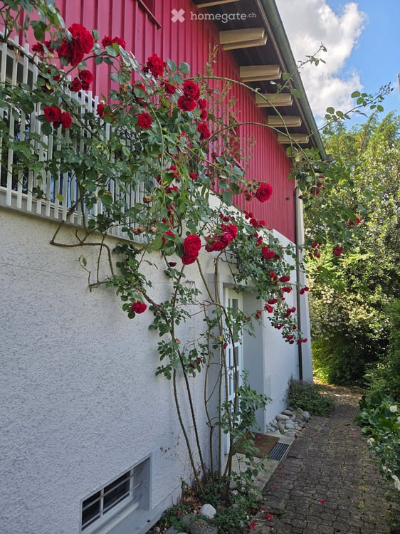 Charmantes Einfamilienhaus an ruhiger Lage mit wunderschönem Rosengarten 4
