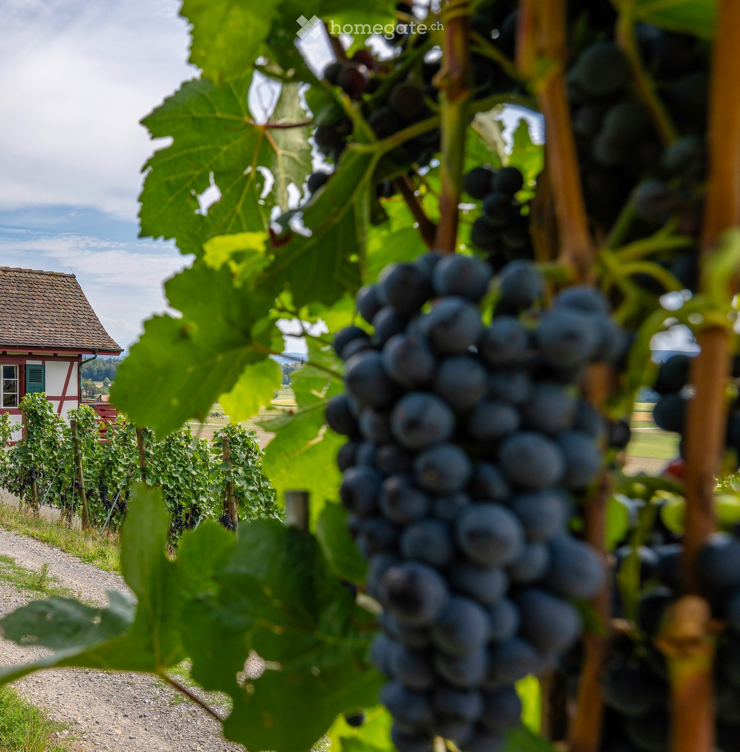 Vineyard with clusters of dark grapes, green leaves, and a small red and white house in the background.