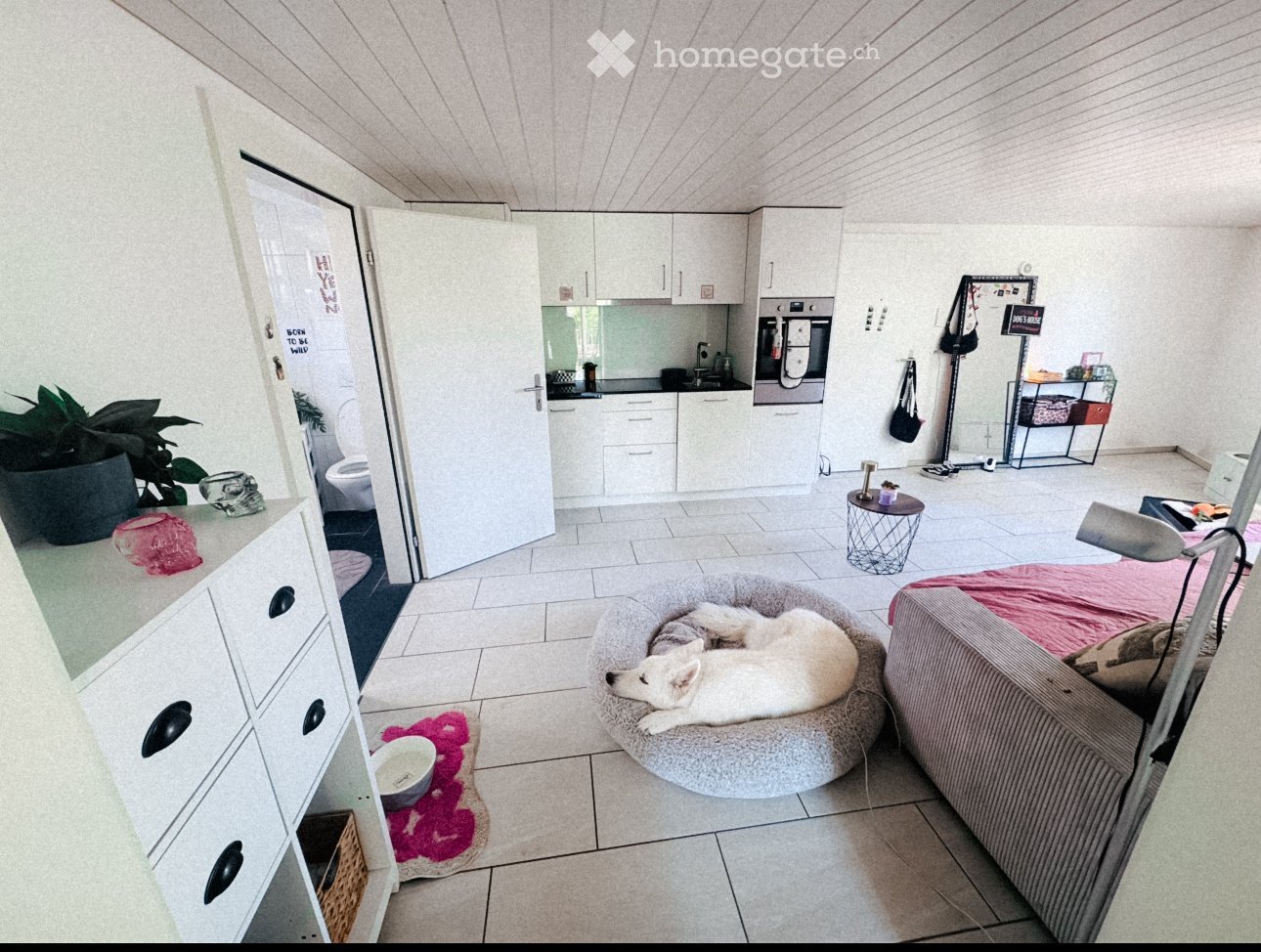 A modern, well-lit living space with a white dog resting on a plush bed, a sofa with a pink blanket, a small kitchen area with white cabinets and an oven, a small round table with a stool, a large potted plant, and a mirror on the wall.
