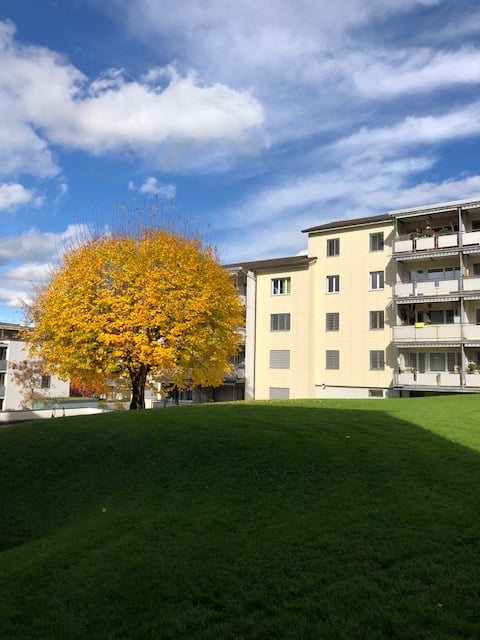 A well-maintained lawn with a large, vibrant yellow tree in the foreground, and a multi-story residential building with balconies in the background.