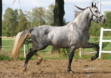 Pferdeanlage mit Projekt  zu Verkaufen Raum Thurgau 1