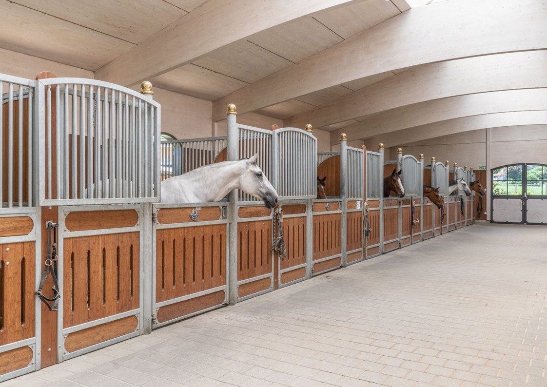 multiple horse stables, white and brown horses, metal and wooden bars