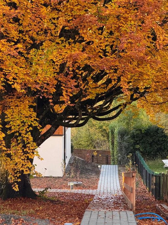 Maison contiguë 1.5 pièces 4