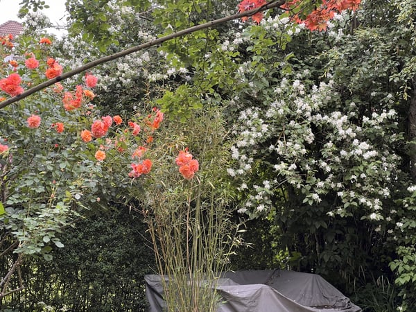 1½ ZI-WOHNUNG IN THUN (BE), MÖBLIERT, TEMPORÄR 7