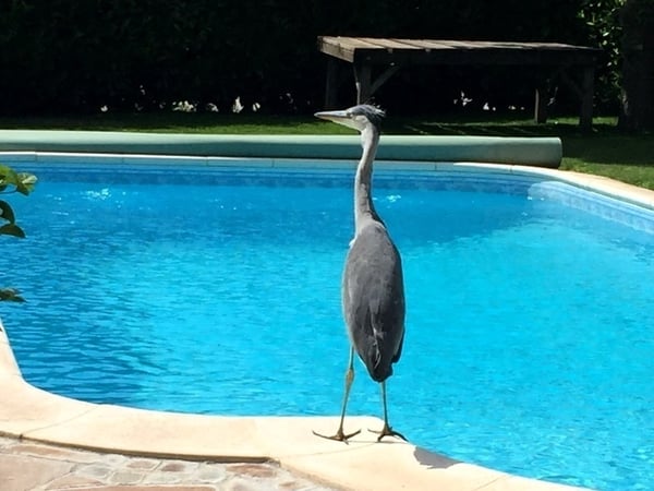 2 ZI-WOHNUNG IN OBERGÖSGEN (SO), MÖBLIERT 6