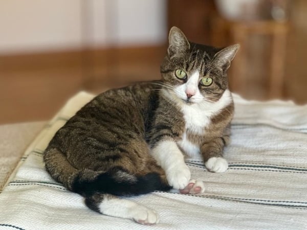 1½ ZI-WOHNUNG IN ZÜRICH - KREIS 9 ALTSTETTEN, MÖBLIERT, TEMPORÄR 8