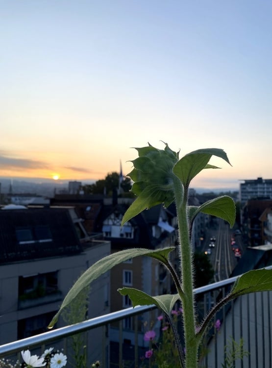 1½ ZIMMER-DACHWOHNUNG IN ZÜRICH - KREIS 3 SIHLFELD, MÖBLIERT, TEMPORÄR 5
