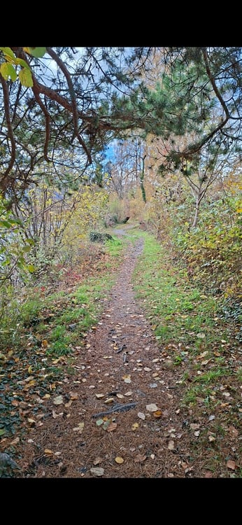 FÜR KATZENLIEBHABER IN FELSBERG (GR), MÖBLIERT, TEMPORÄR 7