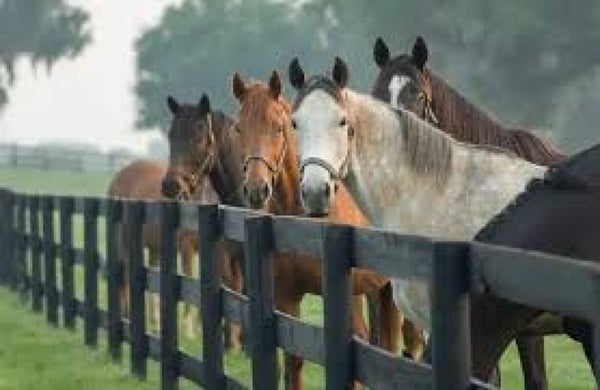 Reitsportimmobilie mit Wohnhaus und Studio 5