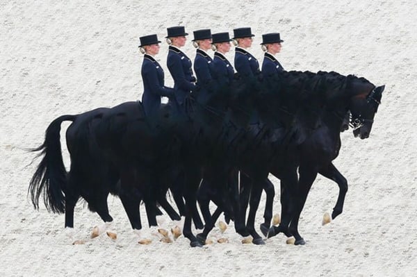 Reitsportimmobilie mit Wohnhaus und Studio 3