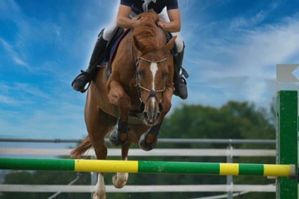 Reitsportimmobilie mit Wohnhaus und Studio 2