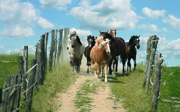 Reitsportimmobilie Nähe der Schweizergrenze 2