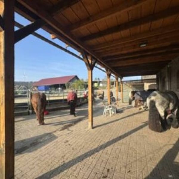 Reitsportimmobilie mit Wohnung/Einzelzimmer und Reitalle 3
