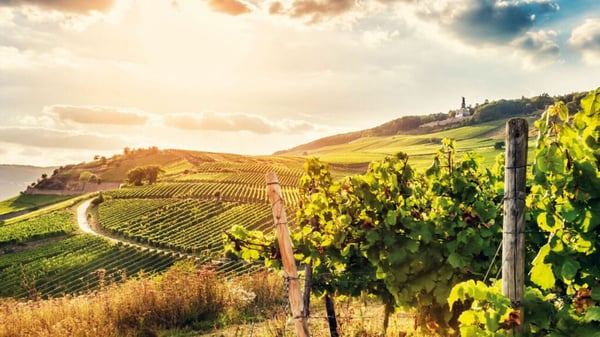 Erfolgreiche Getränke- und Weinhandlung mit Eventgeschäft 8