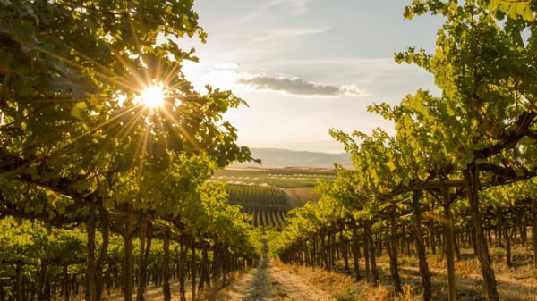 Erfolgreiche Getränke- und Weinhandlung mit Eventgeschäft 7