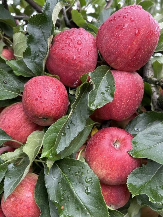 Bergobstbau im Bern-Mittelland 2