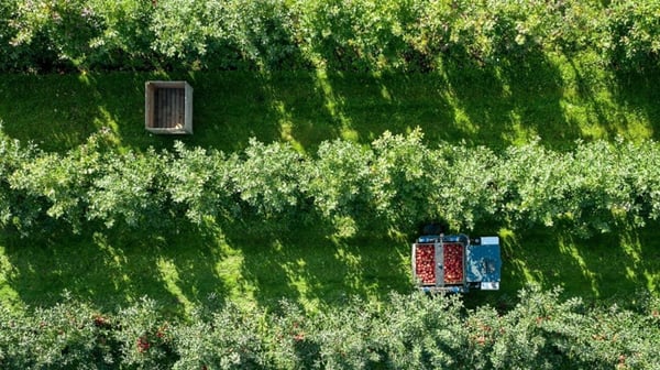 Bergobstbau im Bern-Mittelland 3