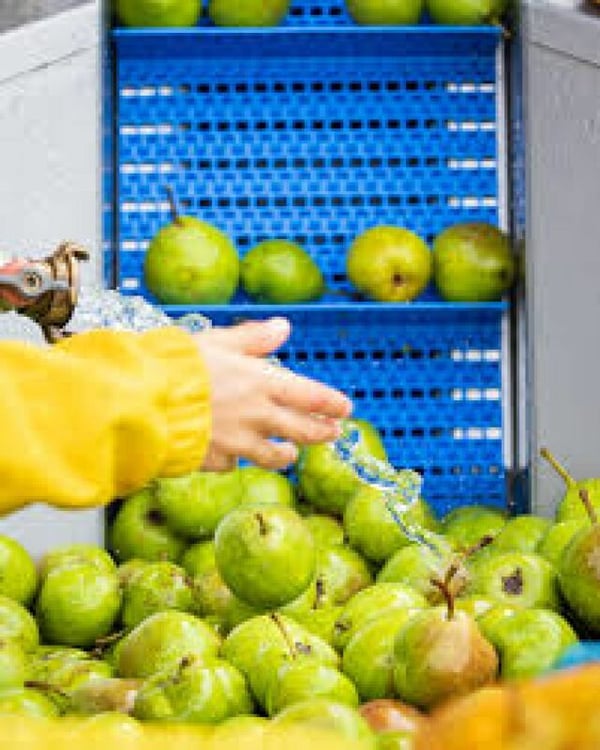 Bergobstbau im Bern-Mittelland 4