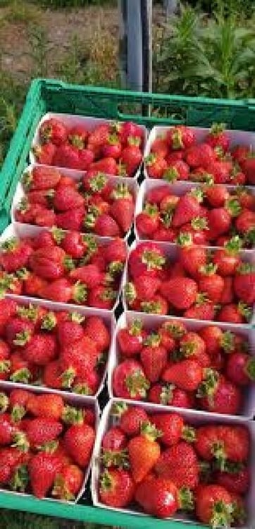 Bergobstbau im Bern-Mittelland 8