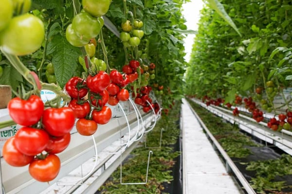 Bergobstbau im Bern-Mittelland 7