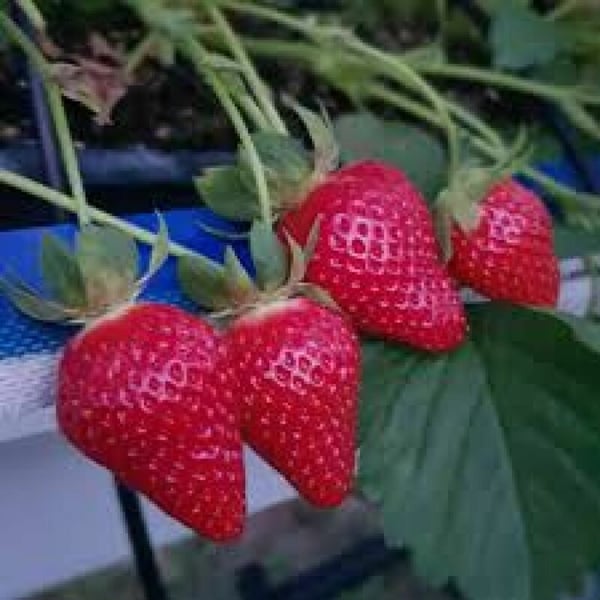 Bergobstbau im Bern-Mittelland 5