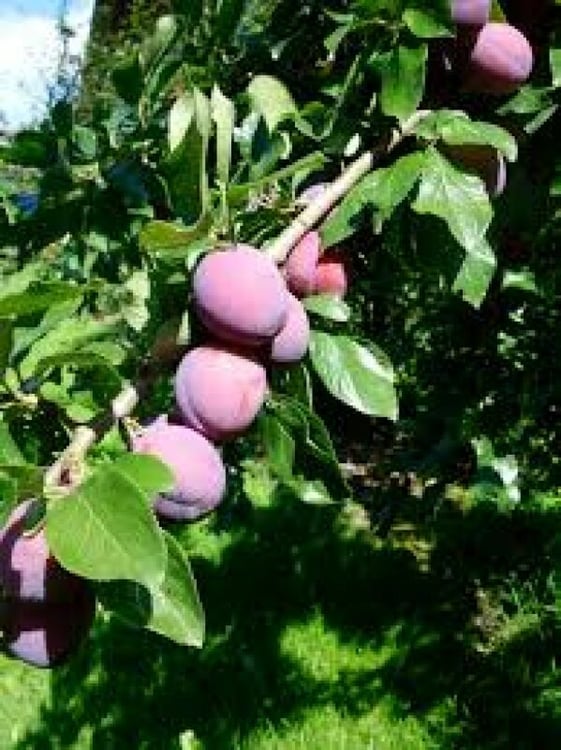 Bergobstbau im Bern-Mittelland 6