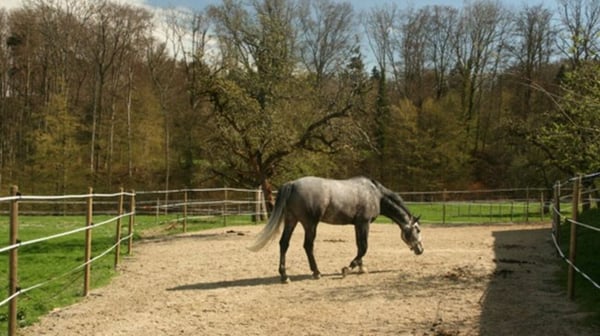Reitsportimmobilie mit Wohnung/Einzelzimmer und Reitalle 4