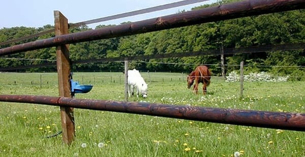 Reitsportimmobilie mit Wohnung/Einzelzimmer und Reitalle 5