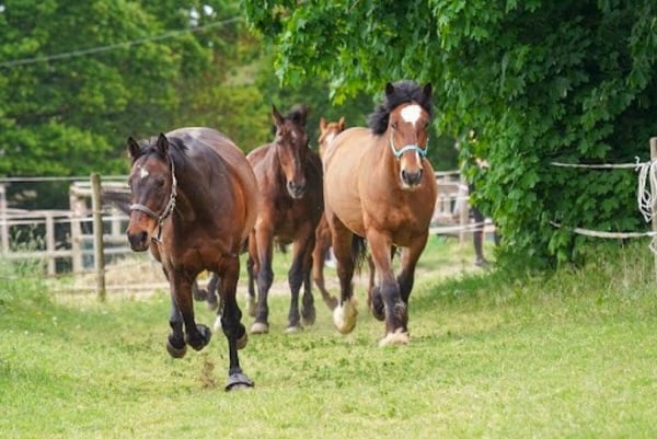 Reitsportimmobilie Nähe der Schweizergrenze 3