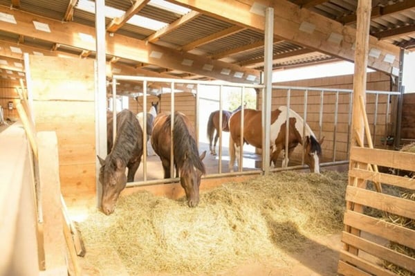 Reitsportimmobilie Nähe der Schweizergrenze 4