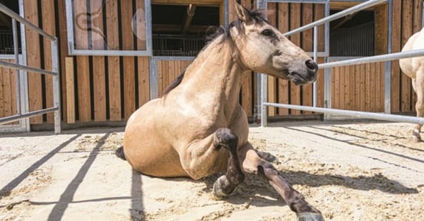 Reitsportimmobilie Nähe der Schweizergrenze 1