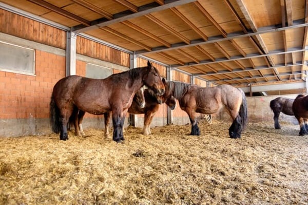 Reitsportimmobilie Nähe der Schweizergrenze 5