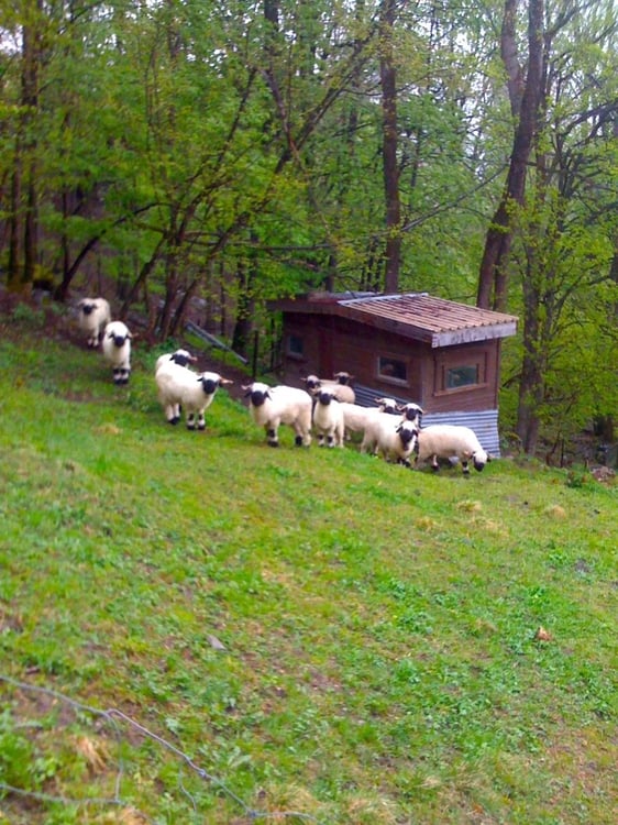 Gemütliches Maiensäss in Waldlichtung 11
