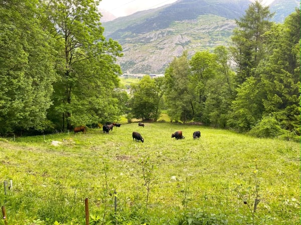 Gemütliches Maiensäss in Waldlichtung 12